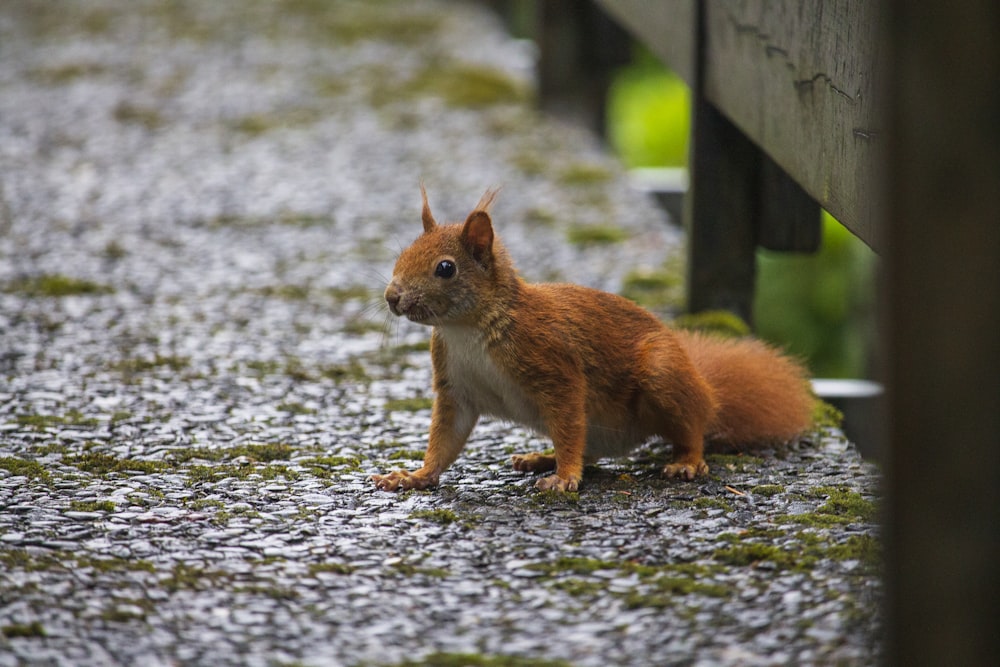 a red squirrel sitting on the ground next to a bench