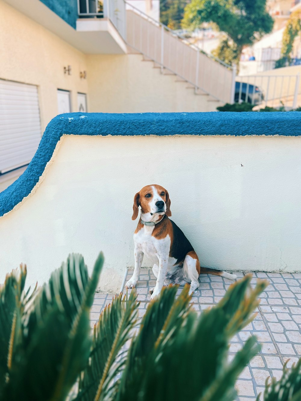 a brown and white dog sitting next to a plant