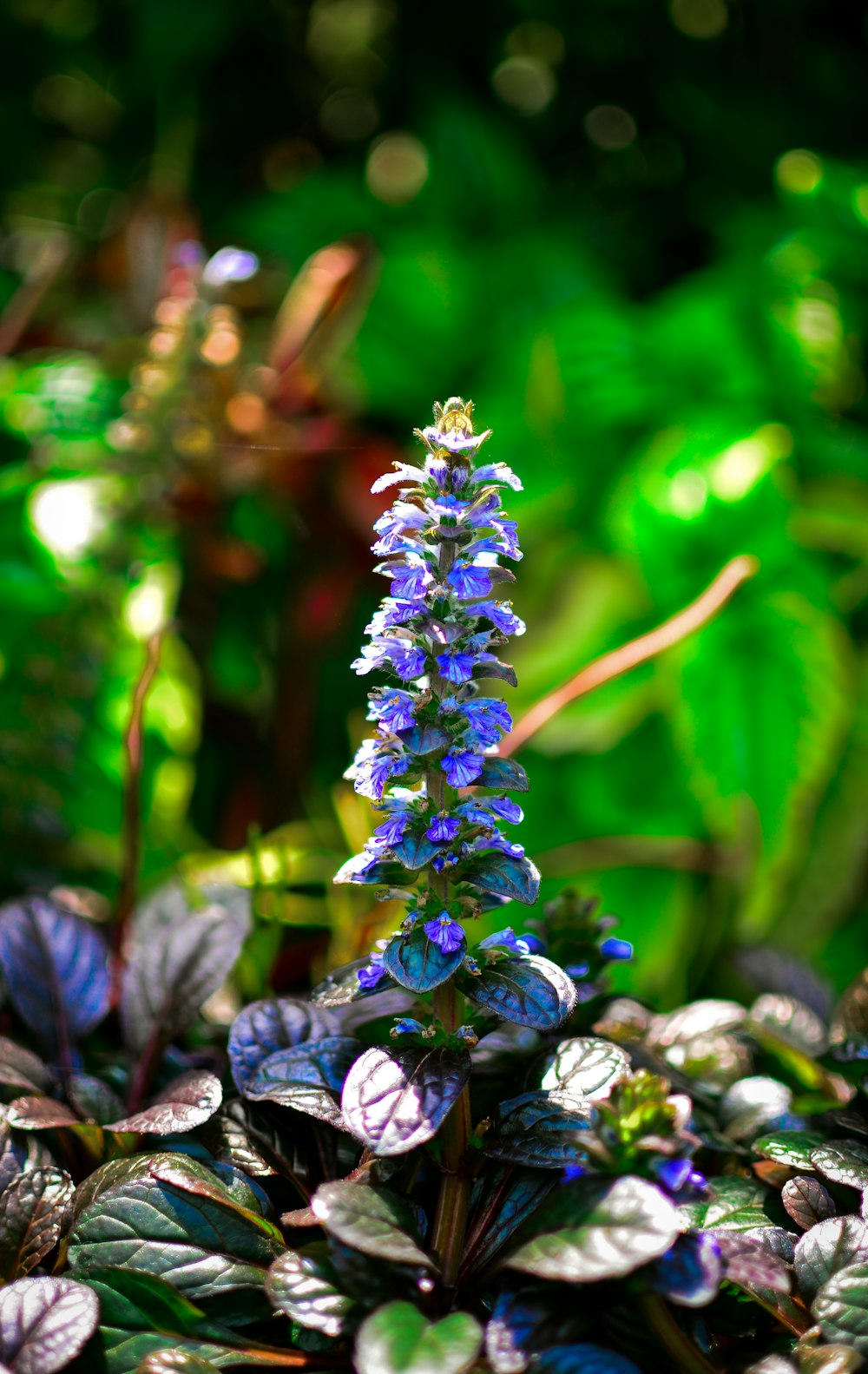 a small purple flower in the middle of some leaves