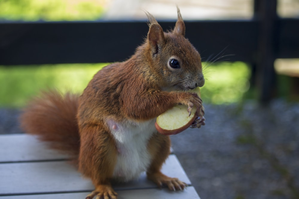 a squirrel is eating an apple on a bench