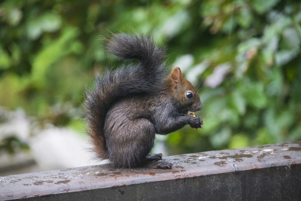 a squirrel is sitting on a ledge eating