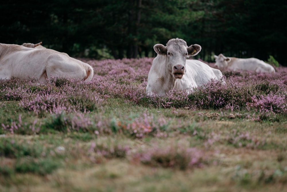 a group of cows laying in a field of purple flowers