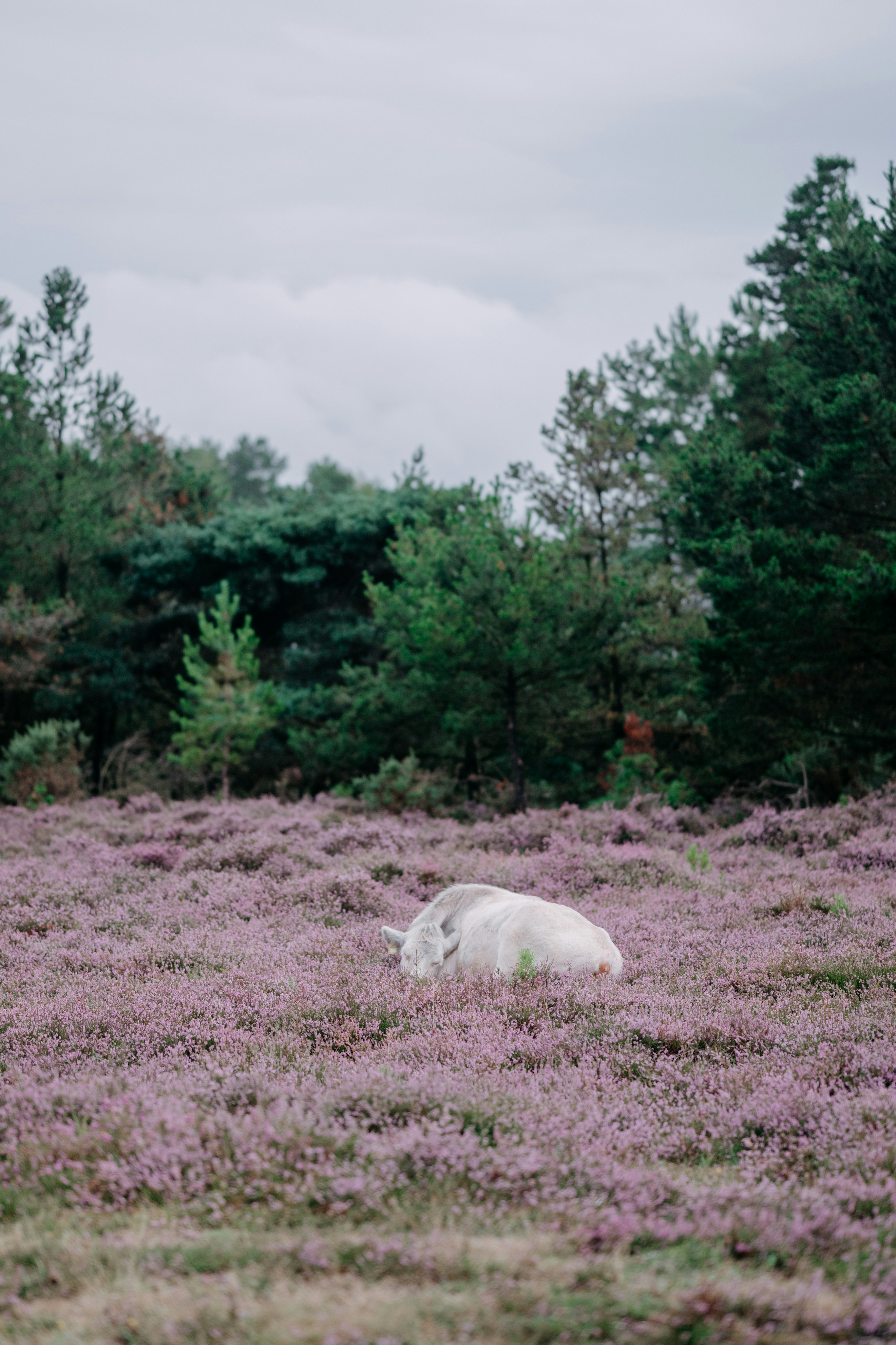 Photo by anniespratt