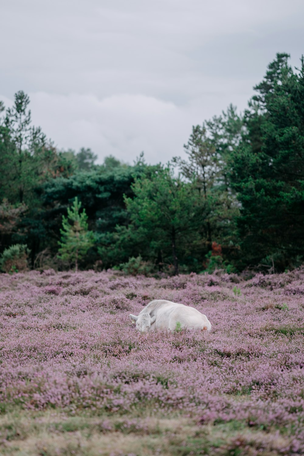 a white horse laying in a field of purple flowers