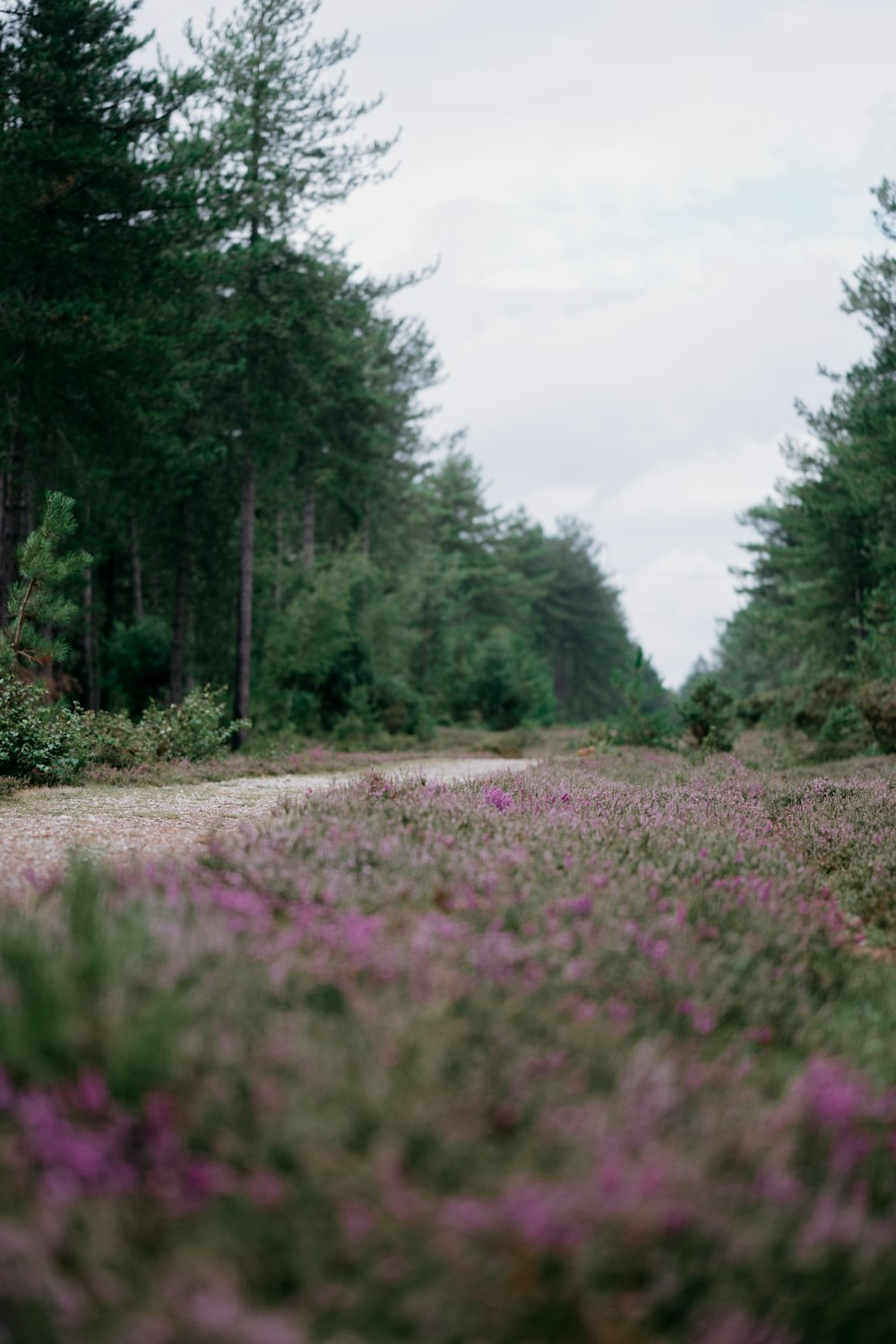 a dirt road surrounded by tall trees and purple flowers