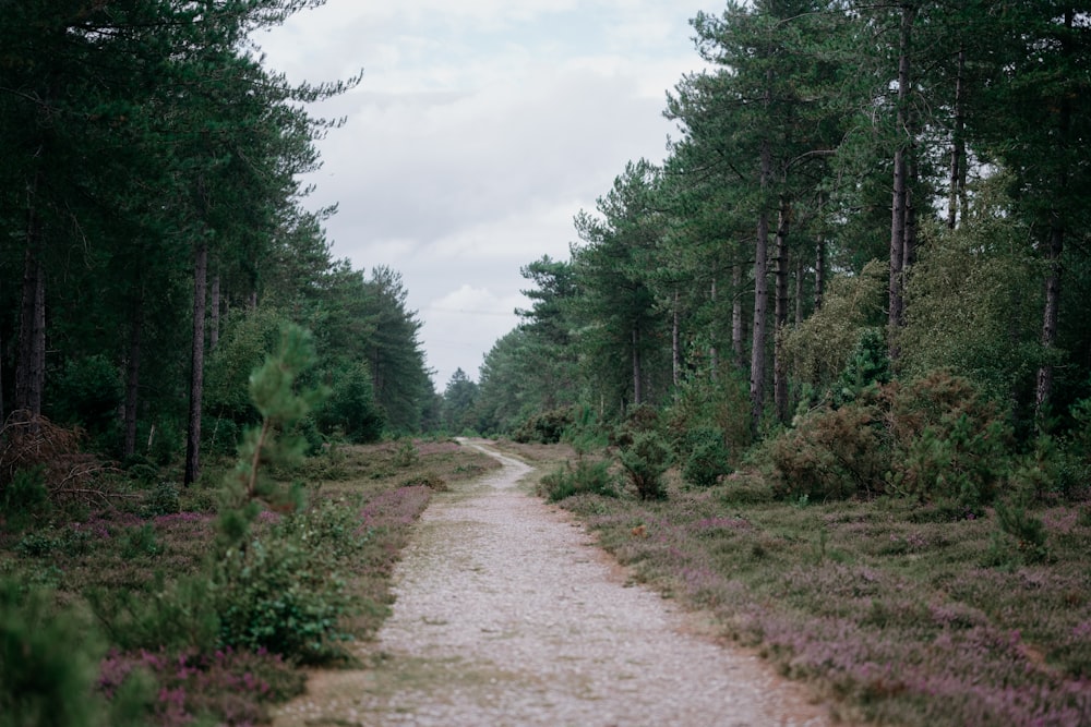 a dirt road in the middle of a forest