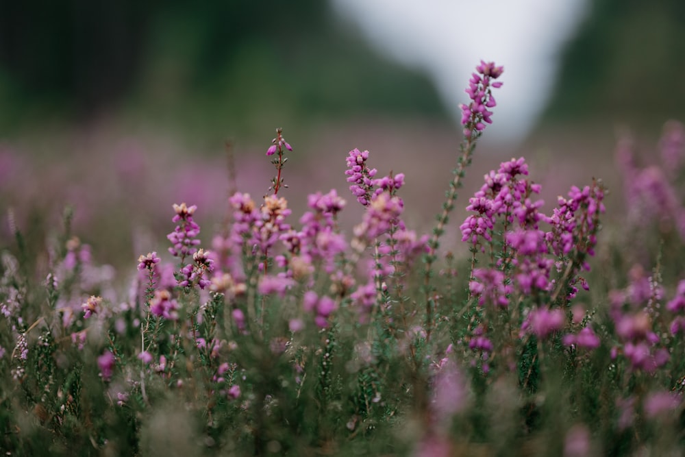 a field full of purple flowers with trees in the background