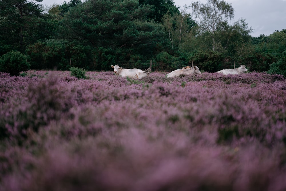 a herd of cattle standing on top of a lush purple field