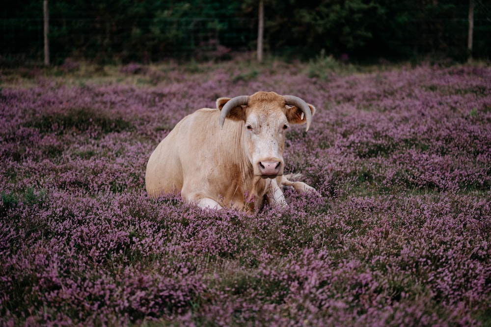 a cow laying in a field of purple flowers