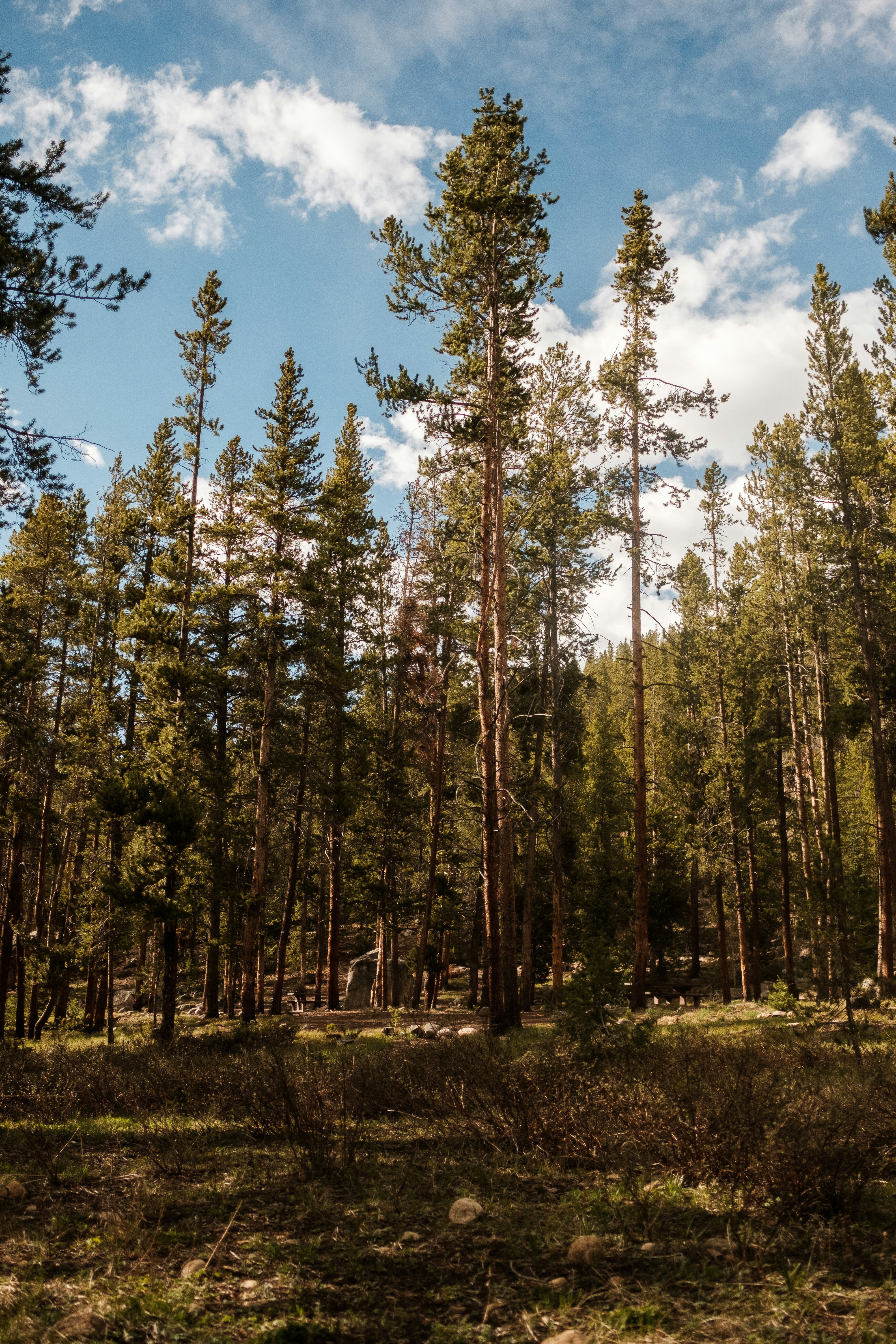 a forest filled with lots of tall pine trees