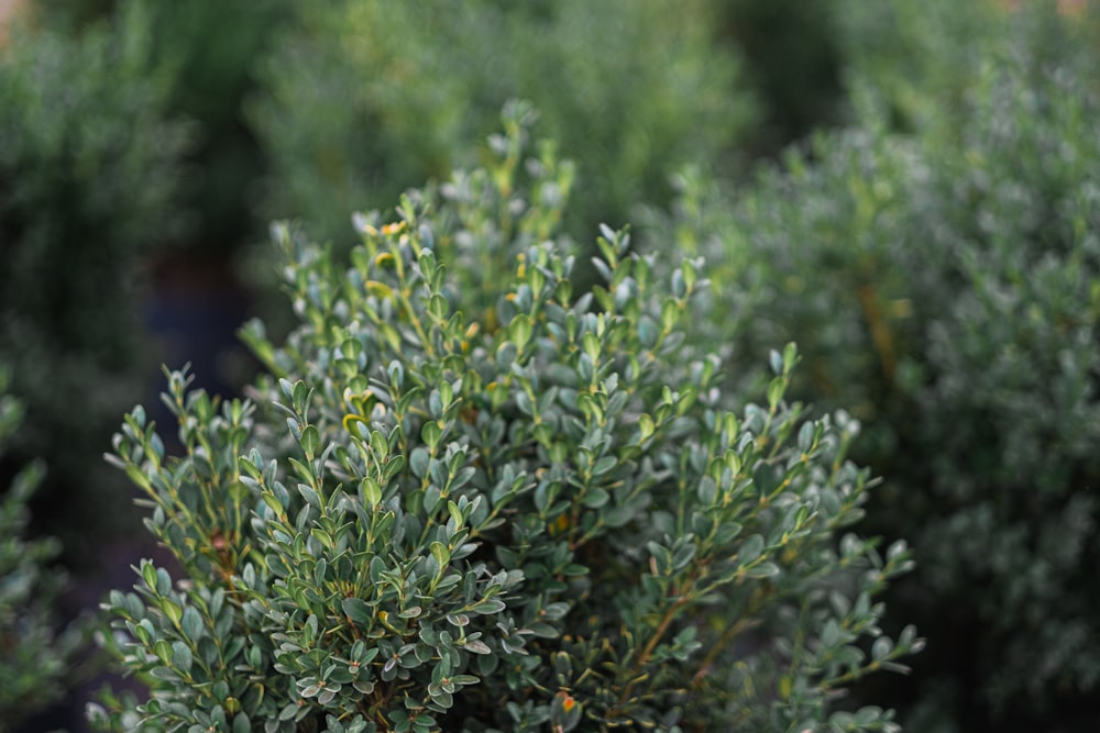 a close up of a bush with green leaves