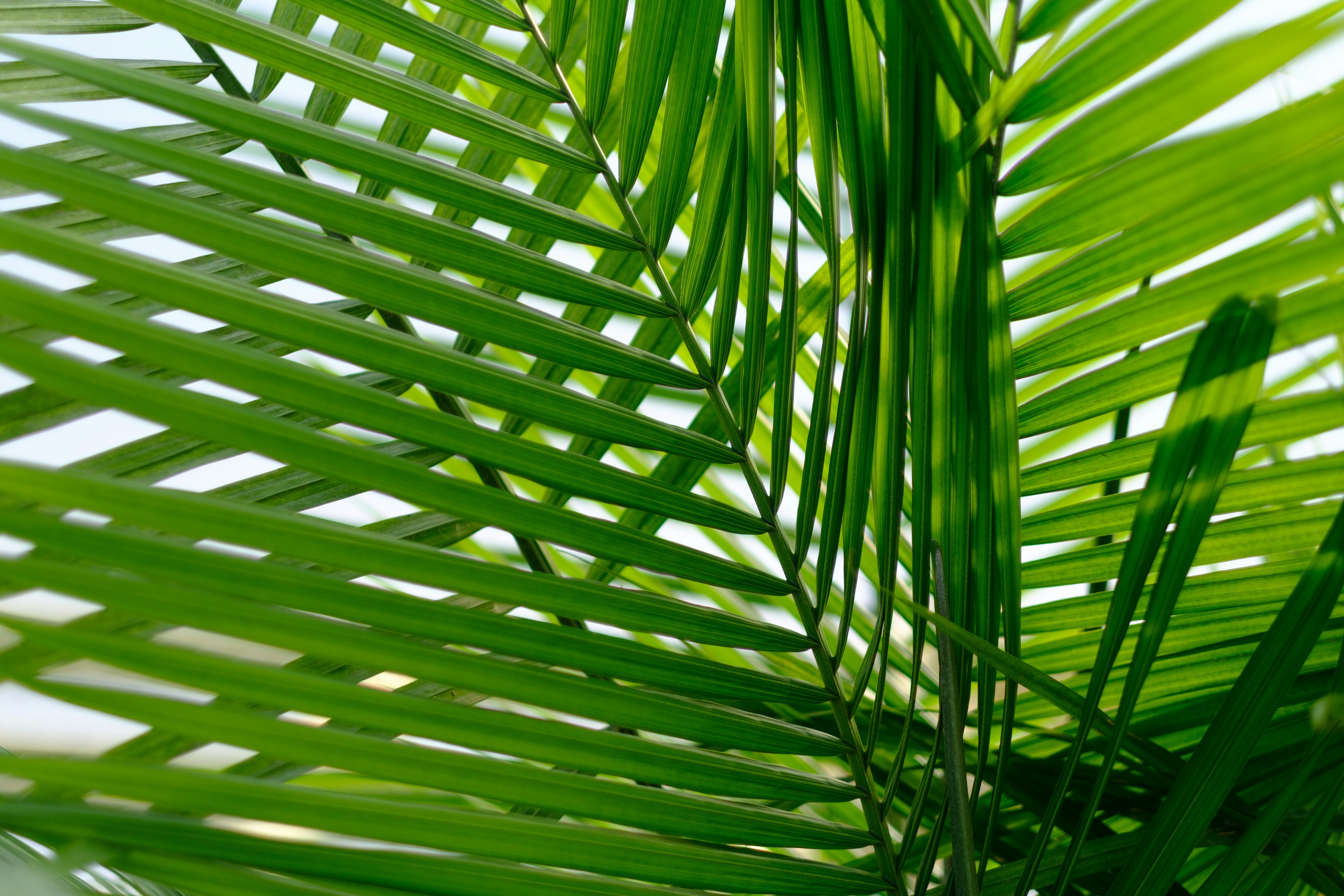 a close up of a green palm leaf