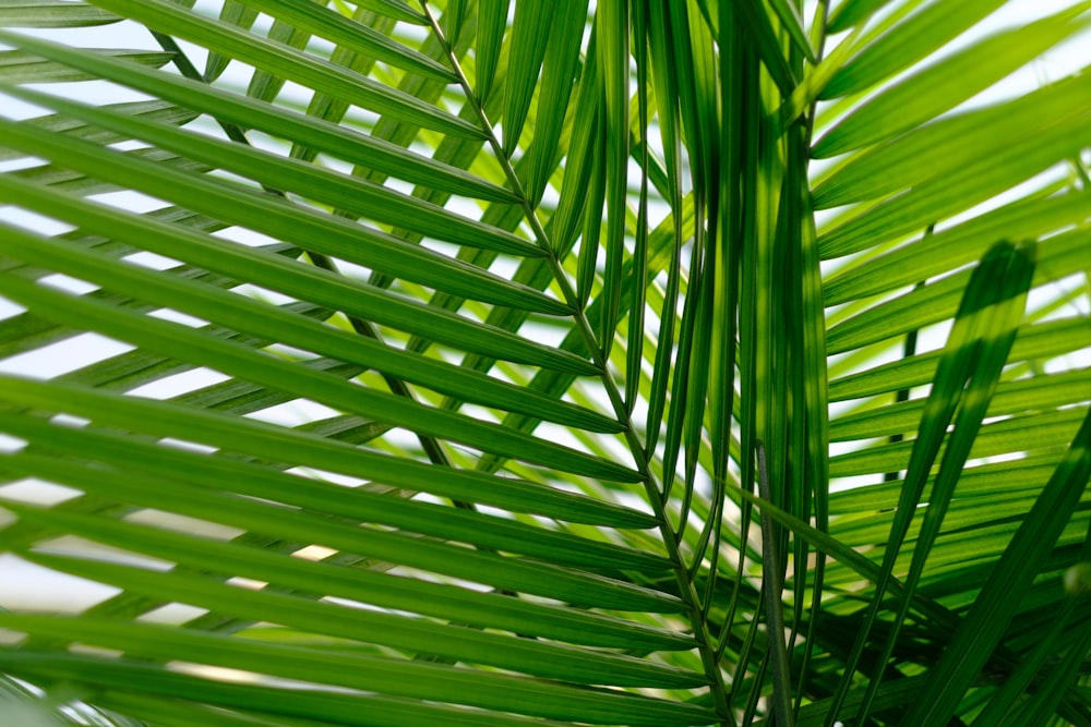 Un primer plano de una hoja de palma verde