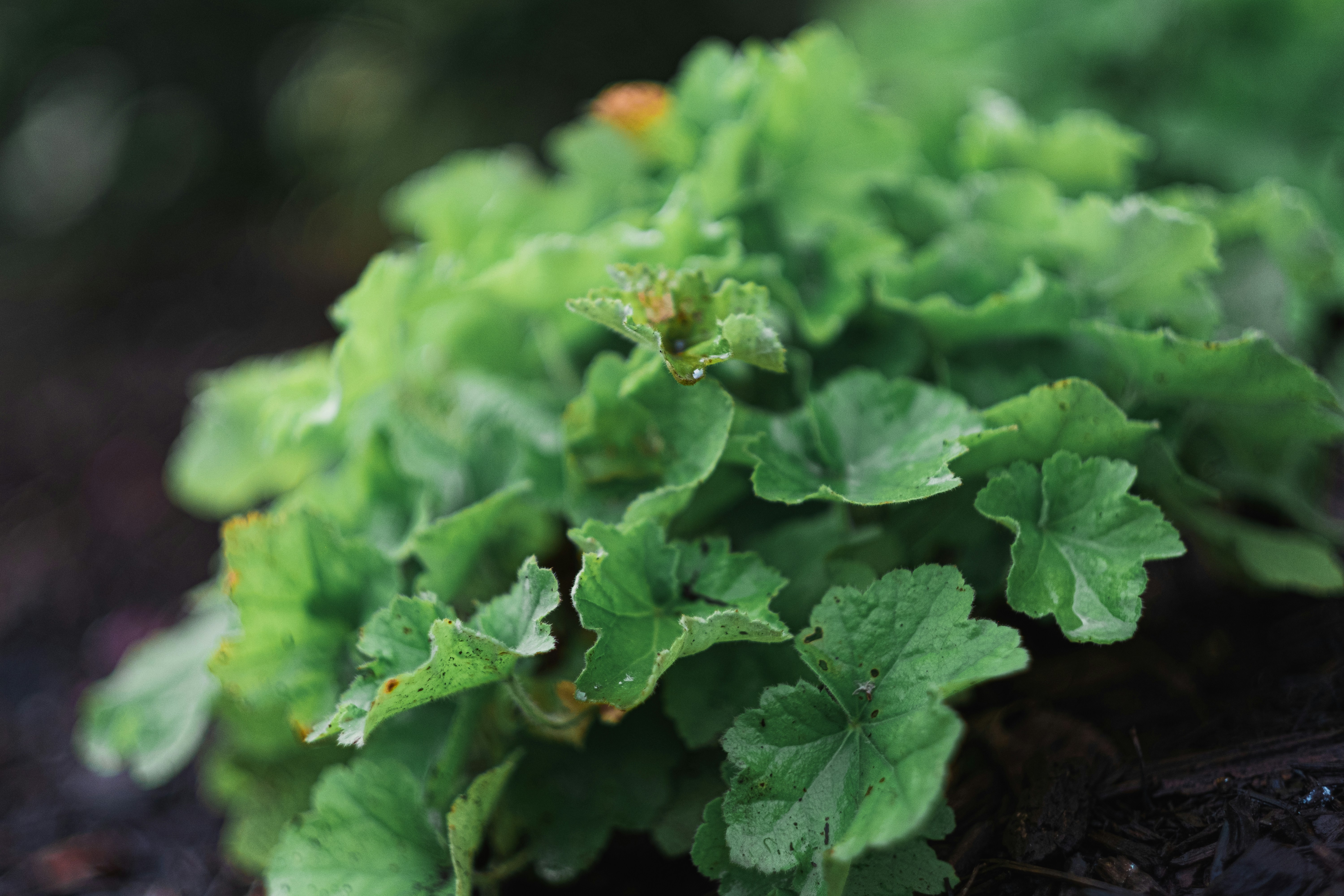 a close up of a plant with green leaves