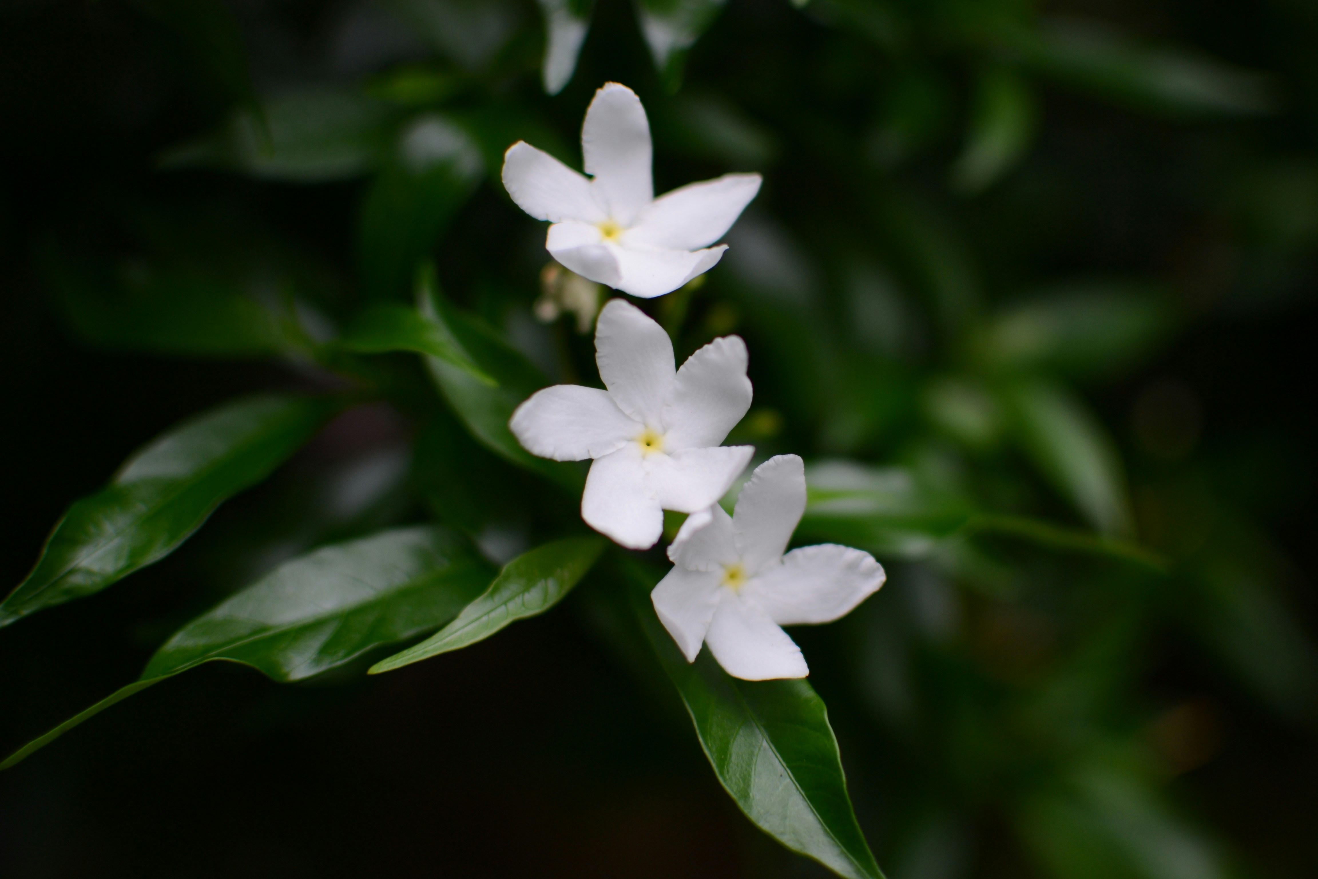 Photo by kuyuneth2543