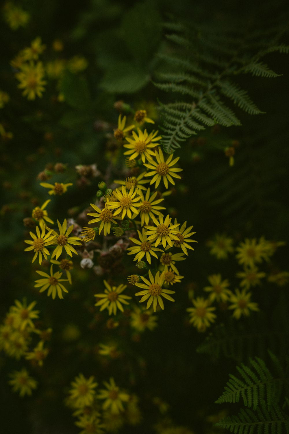 a bunch of yellow flowers with green leaves