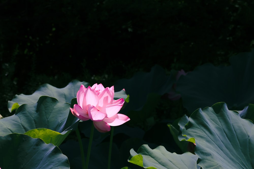 a pink lotus flower in the middle of a large group of green leaves
