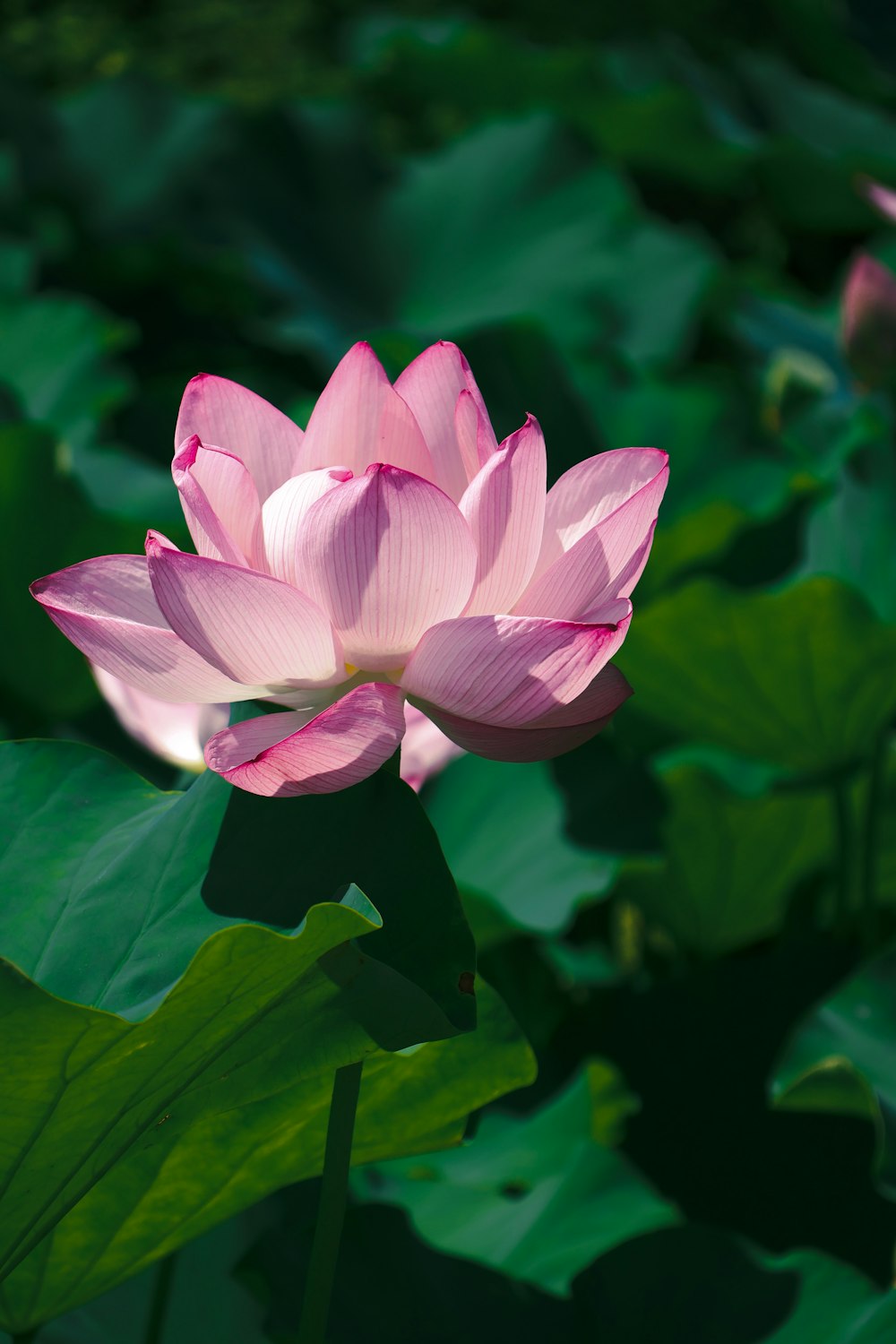 a large pink flower sitting on top of a lush green field