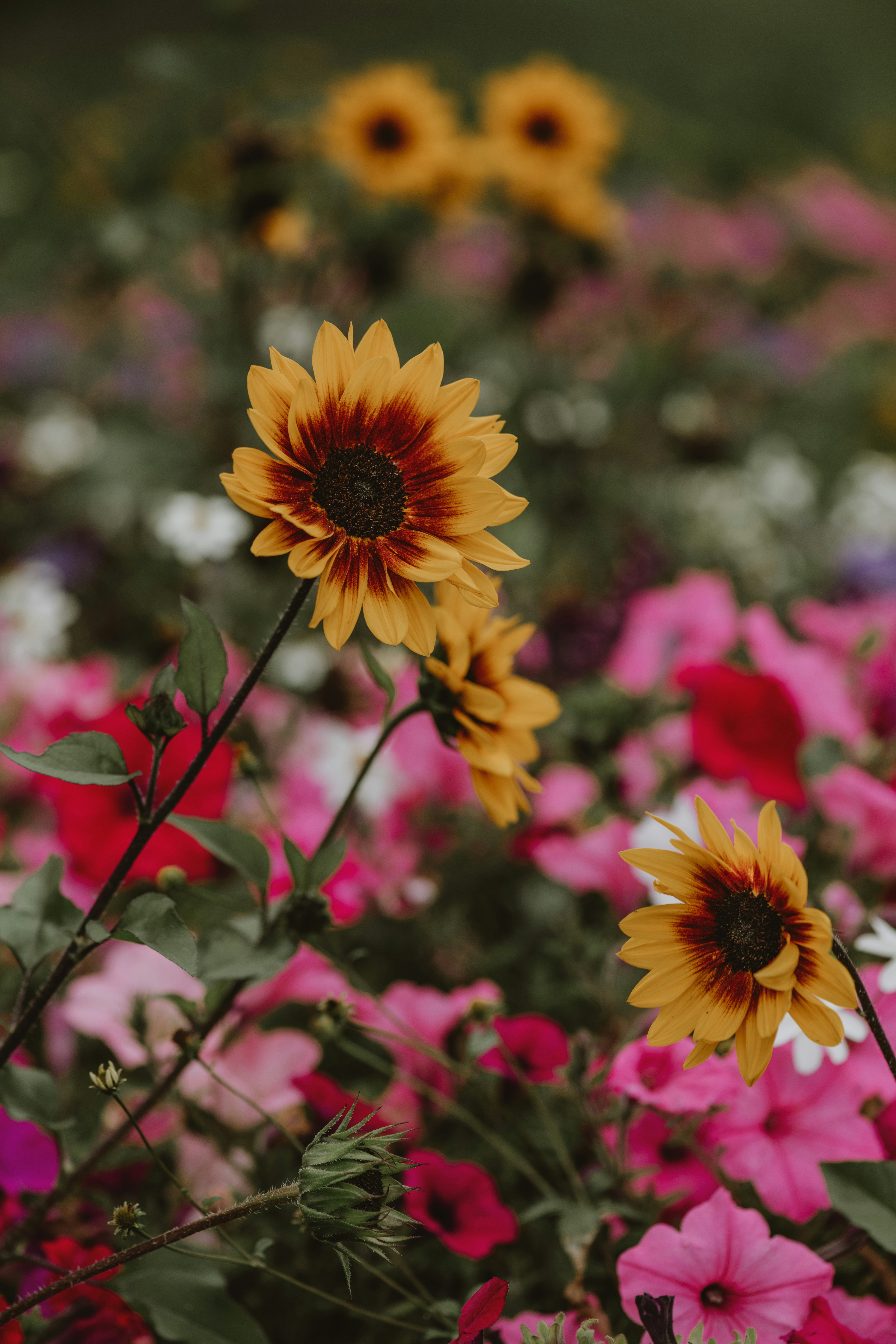 summer floral wallpaper, wallpaper, June Crafts for Adults: Creative Ideas & Projects 1