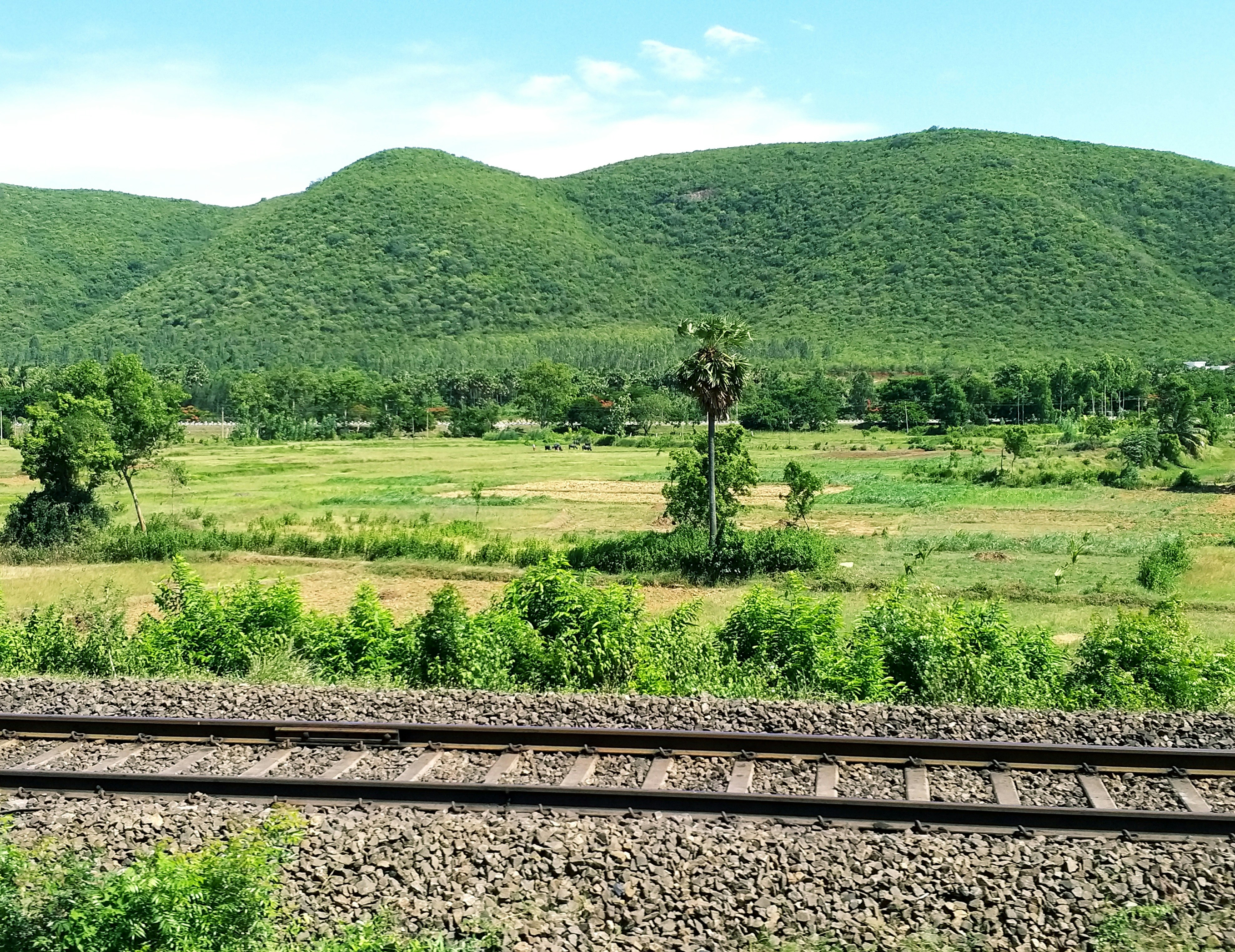 a train traveling through a lush green countryside