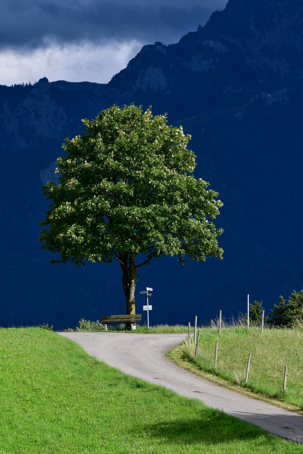 a lone tree on the side of a road