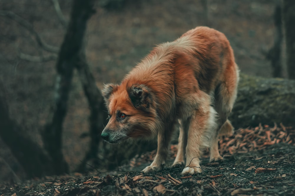 a brown and white dog standing on top of a forest