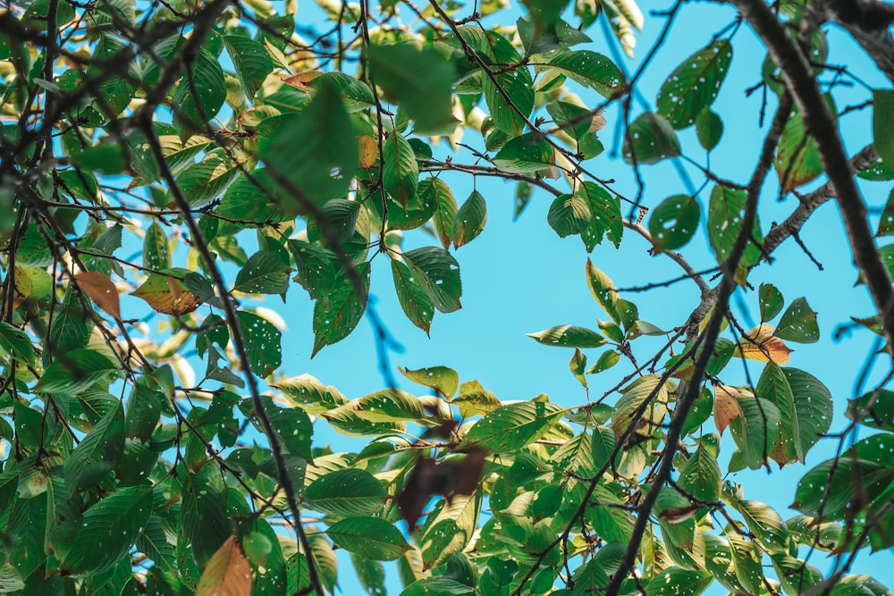 the leaves of a tree with a blue sky in the background