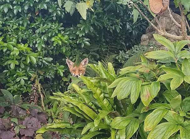 A curious fox peeking through dense forest foliage.