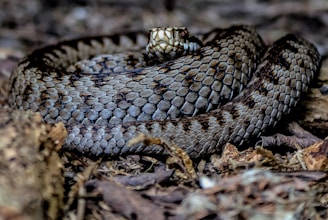 a close up of a snake on the ground