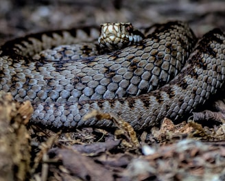 a close up of a snake on the ground