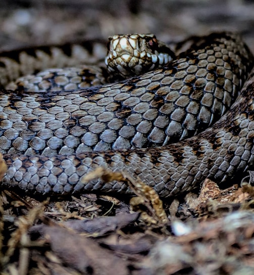 a close up of a snake on the ground