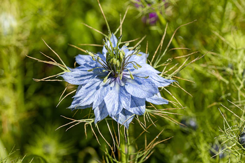 Ethiopian fields where nigella plants grow under a bright blue sky.