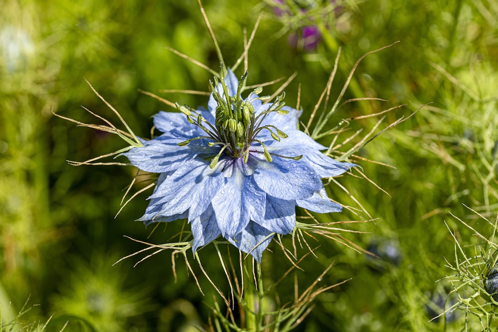 uma flor azul em um campo de grama verde