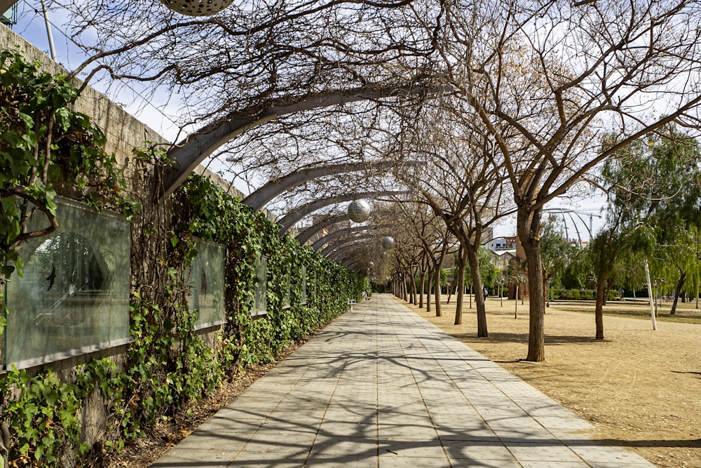 a walkway lined with trees next to a park