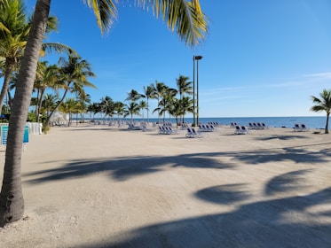 Inviting beachfront with palm trees and clear blue ocean under a sunny sky.