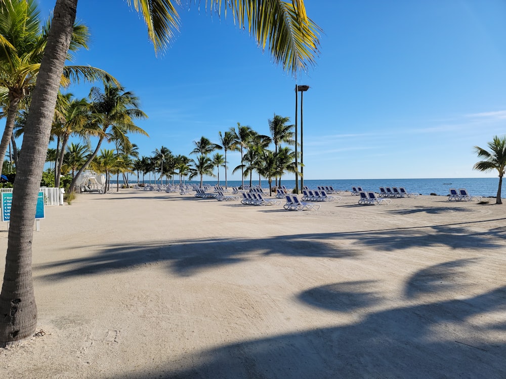 uma praia com muitas cadeiras e palmeiras