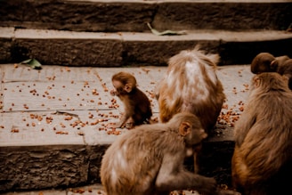 A group of monkeys foraging for food on stone steps, with scattered brown seeds or nuts around them. A small, curious monkey is in the center, surrounded by larger ones, all with varying shades of brown fur.