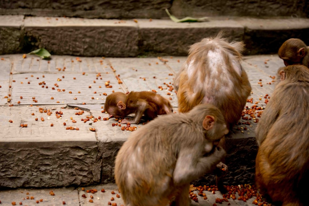a group of monkeys eating food off the ground