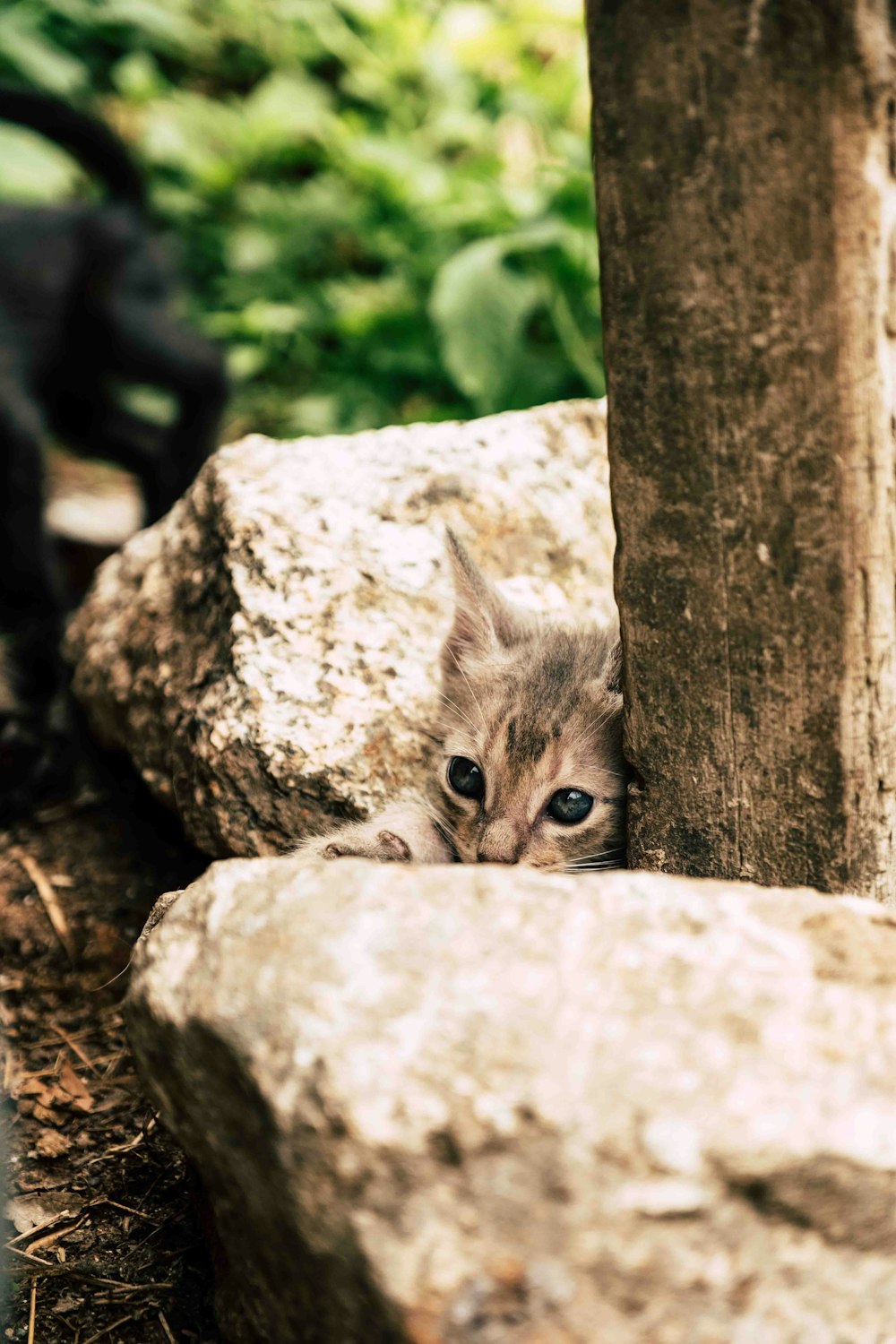 a kitten peeking out from behind a tree