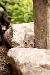 a kitten peeking out from behind a rock