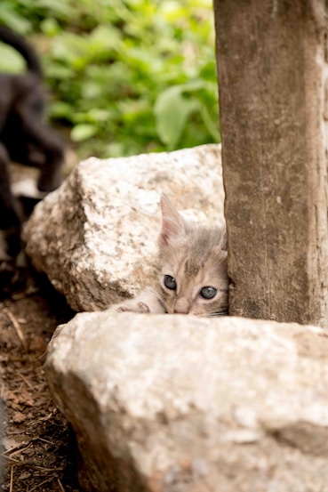 a kitten peeking out from behind a rock