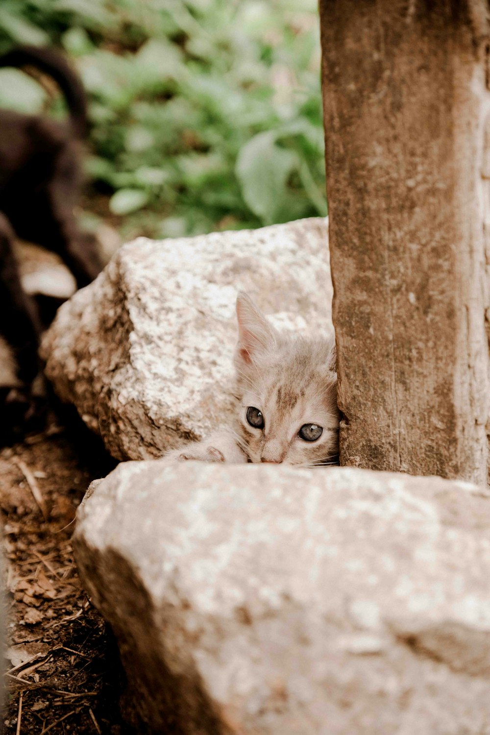 a kitten peeking out from behind a rock