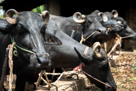 Several buffaloes with large, curved horns are seen tied up with ropes. They appear to be in a structured setting, possibly a farm or a stable. The buffaloes are black in color, and their ropes are mostly made of natural fibers.