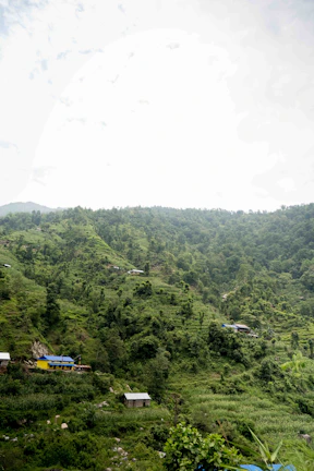Lush green hills of Jamaica dotted with colorful tropical flowers and rustic cottages.