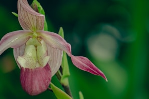 Close-up of a delicate pink orchid with soft natural lighting highlighting its petals