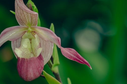 A close-up of a delicate orchid flower with soft pink and white petals, characterized by intricate patterns and a prominent lip. The background is a rich green, creating a natural and serene environment.