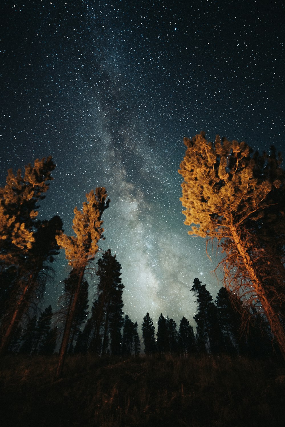 the night sky is filled with stars and trees