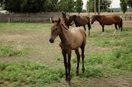 A young horse stands in the foreground of a pasture, with a few other horses grazing in the background. The area is enclosed by a wooden fence and surrounded by trees, creating a serene rural setting.