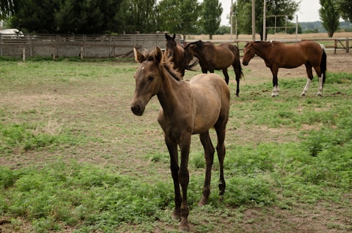 A young two-year-old horse standing gracefully in a sunlit green pasture at Yeguada Hermanos Silva.