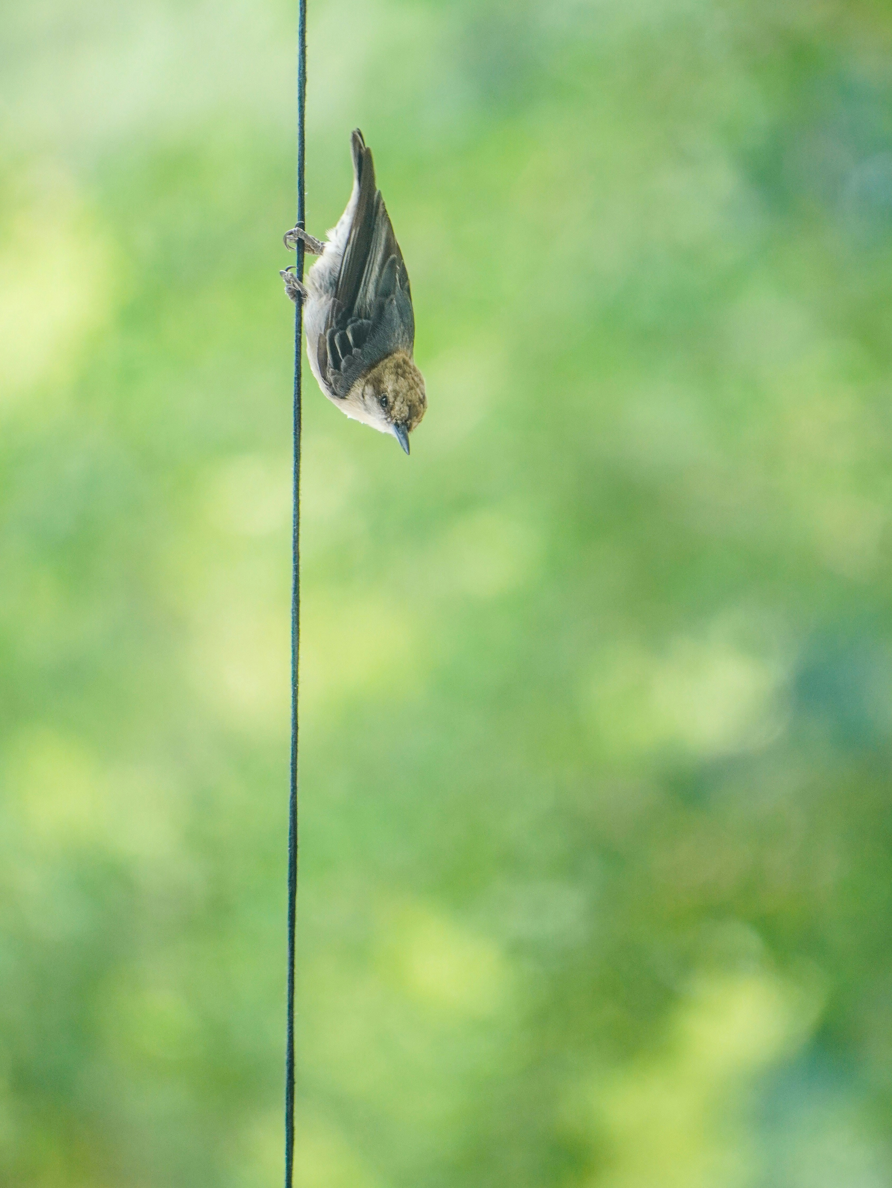 A bird hanging upside down on a wire photo Free Image on Unsplash